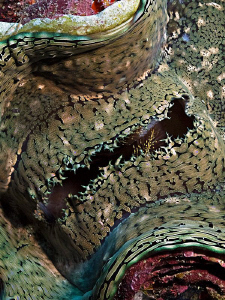 "Giant Clam Reef-Art" by Henry Jager 